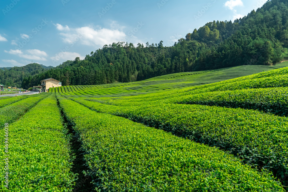 Hangzhou Qiandao Lake Tea Mountain