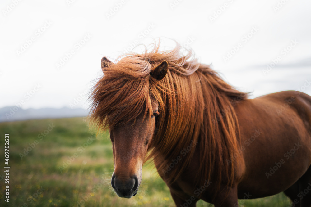 Brown horse in a field