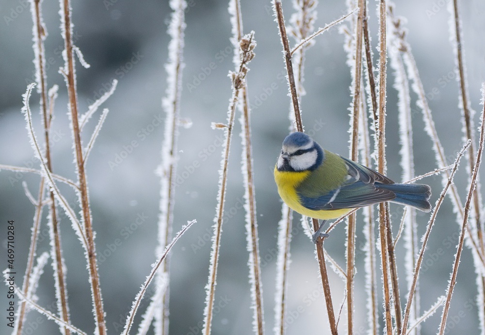 Winter scenery with blue tit bird sitting on the snowy branch(Cyanistes caeruleus)