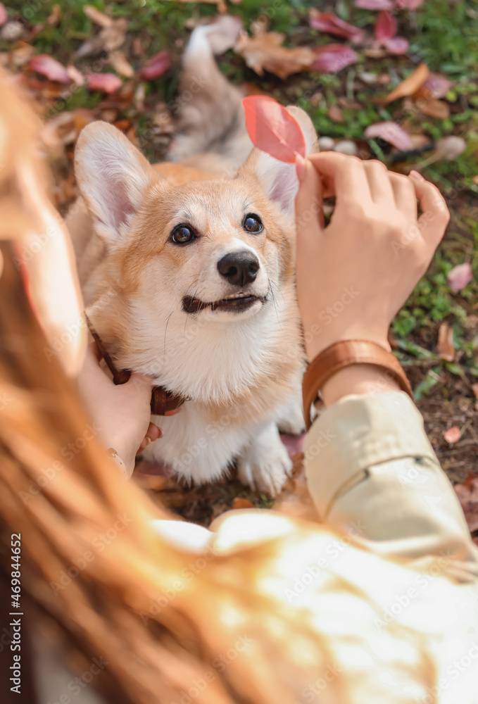 可爱的柯基犬与主人在秋季公园