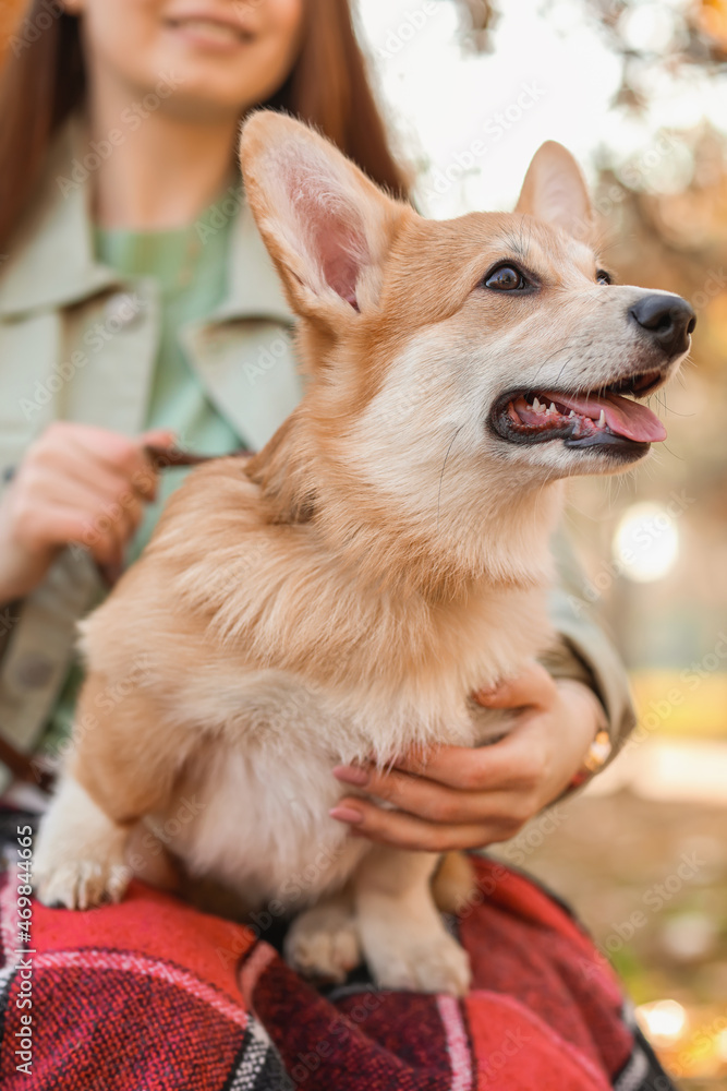 可爱的柯基犬与主人在秋季公园，特写