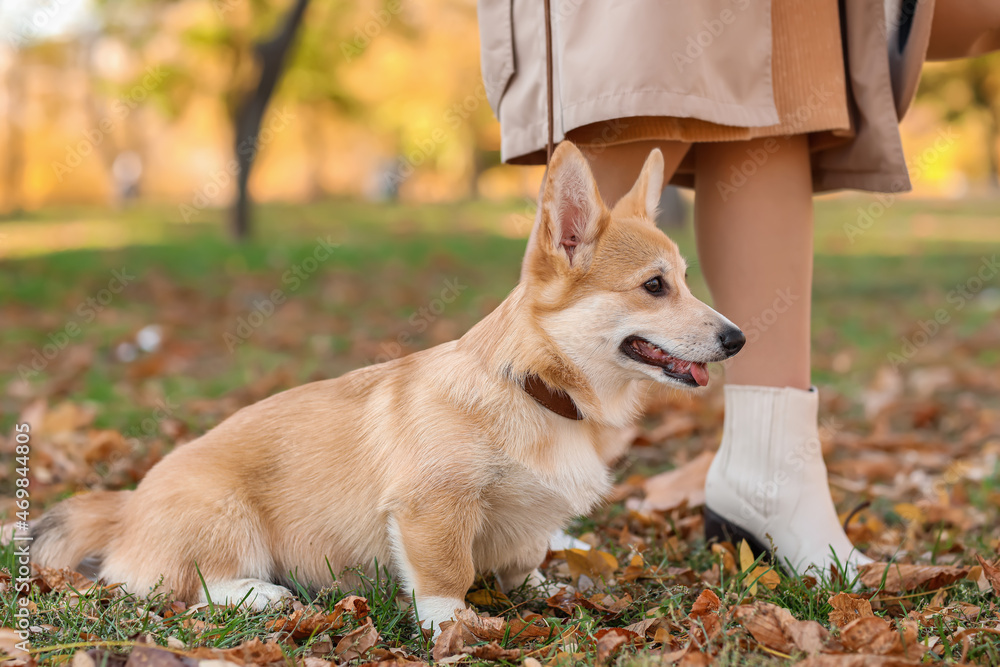 可爱的柯基犬与主人在秋季公园散步