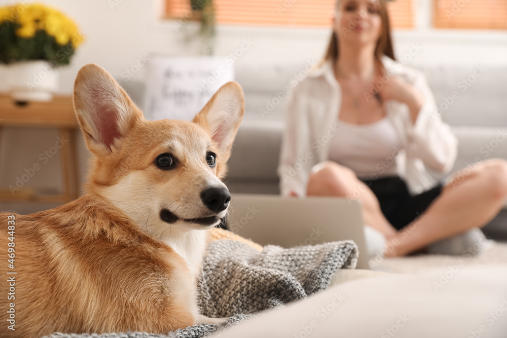 可爱的柯基犬躺在家里的宠物床上，特写