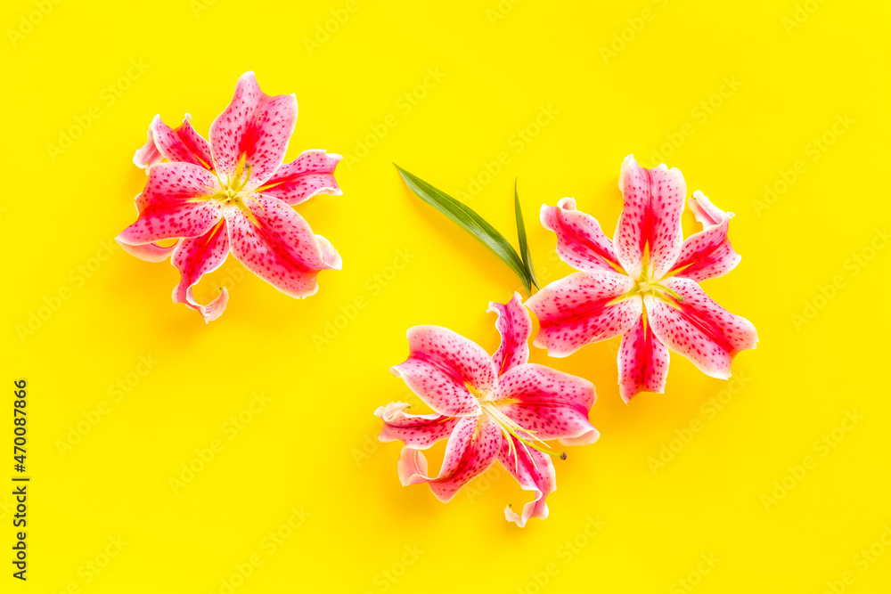 Floral pattern with pink lily flowers, top view