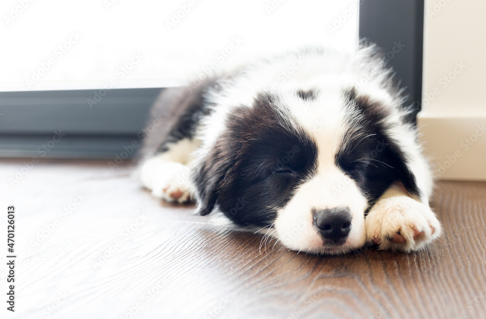 可爱的边境牧羊犬小狗在家睡觉