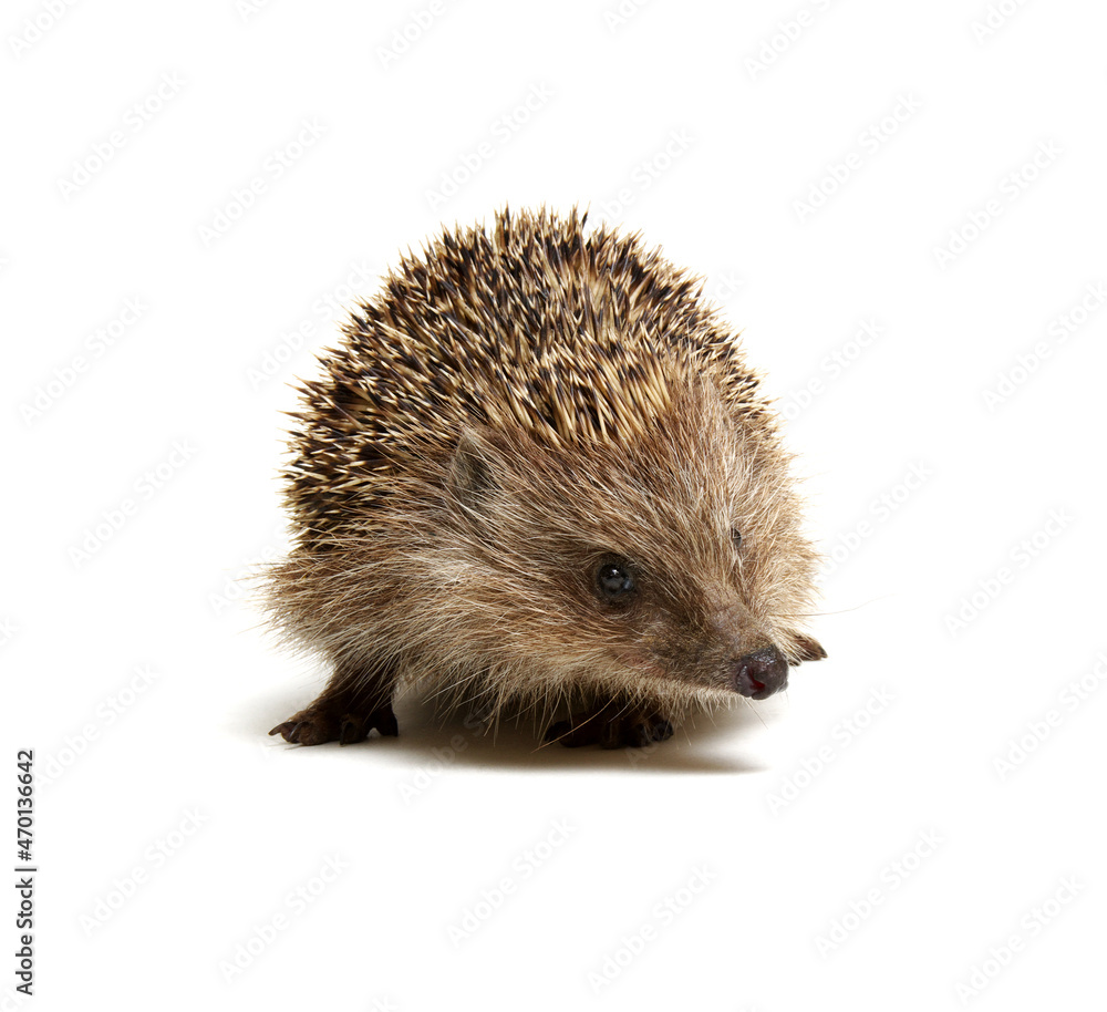 Hedgehog  isolated on white