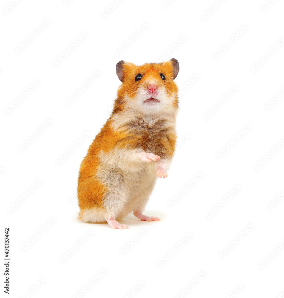 Hamster pet isolated on white