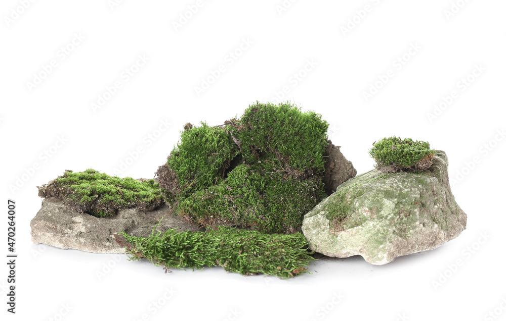 Green moss with rocks isolated on white background