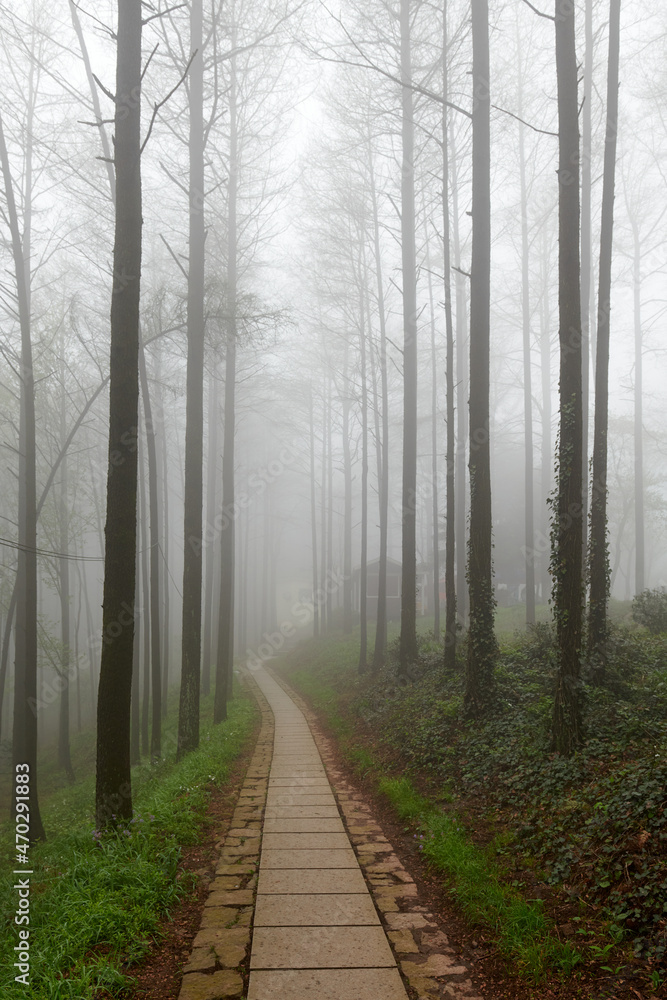 A path in the fog in spring forests in Mogan mountains