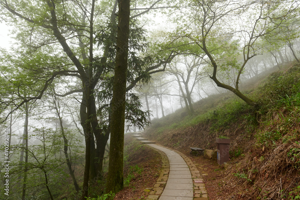 莫干山区春林雾中的一条小路