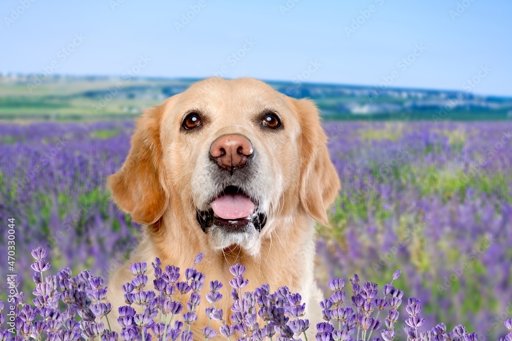 portrait cute dog in summer in the colors of flowers