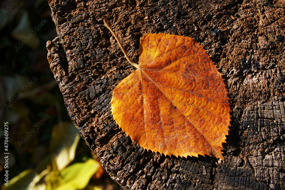 Fall leaf of a linden tree on the edge of a wooden stump. Autumn foliage and nature cycles themes. 