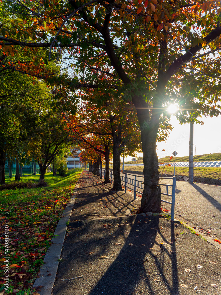 歩道沿いの桜並木の紅葉