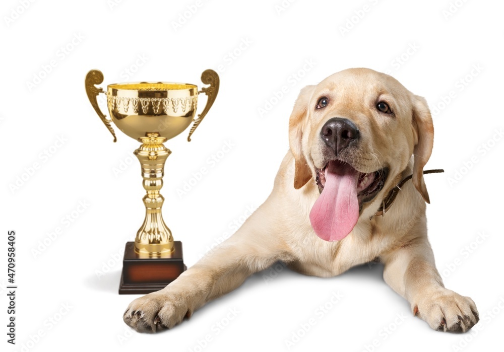 cute dog pet with trophy, animal concept