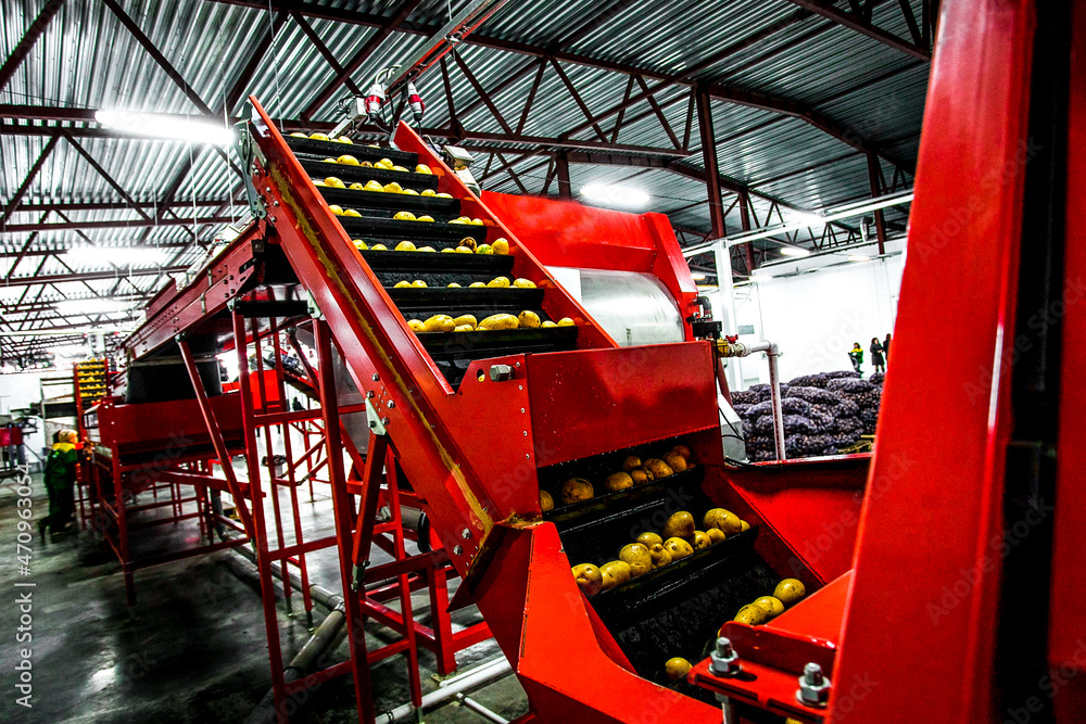 Potato sorting, processing and packing on factory