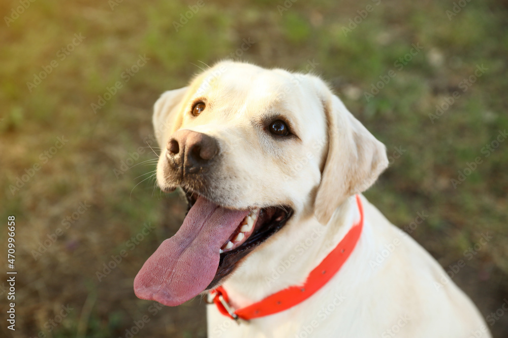 公园里可爱的拉布拉多犬，特写