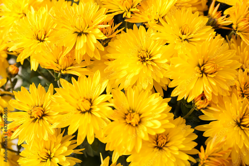 Beautiful Chrysanthemum flowers as background, closeup