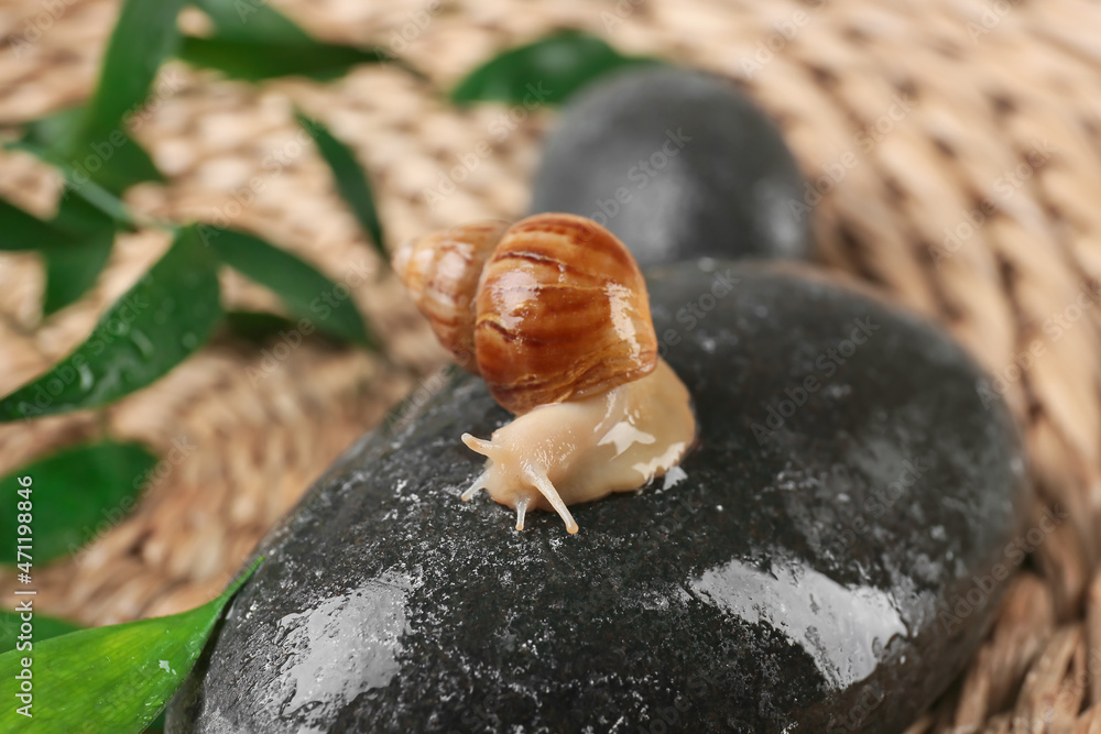 湿温泉石上的小蜗牛