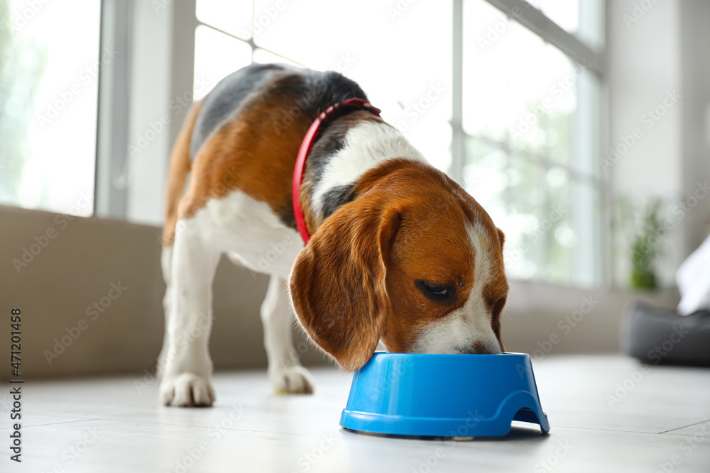 可爱的小猎犬在家吃蓝碗里的食物