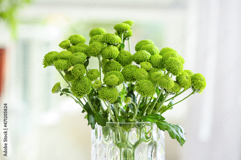 Glass vase with green chrysanthemum flowers, closeup