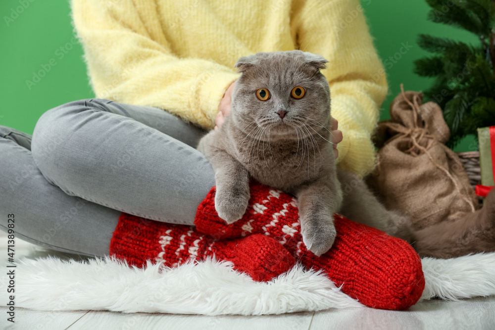 圣诞节前夕，家里有一只可爱的苏格兰折叠猫的女人