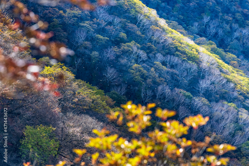 赤城山から見る紅葉した山の景色