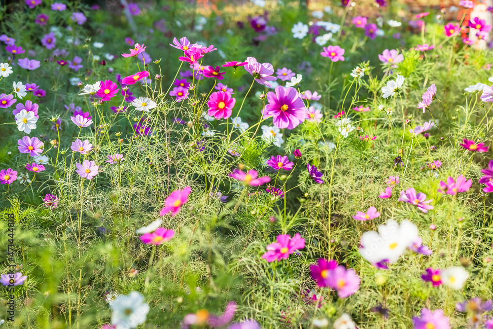 瑞々しい葉のカラフルなコスモス