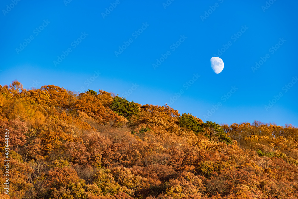 紅葉した山と昼間の月