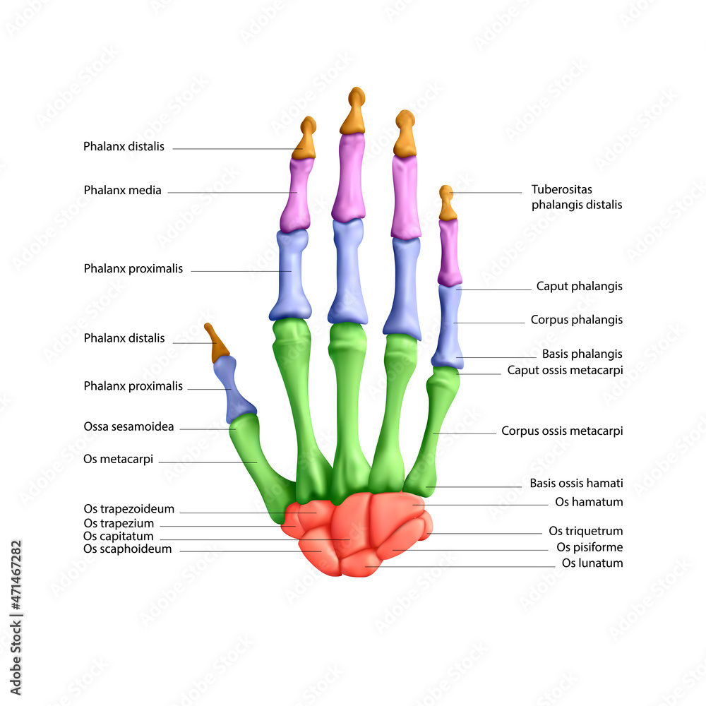 人手骨骼结构图。矢量插图