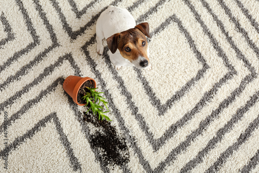 Naughty dog near overturned houseplant on carpet