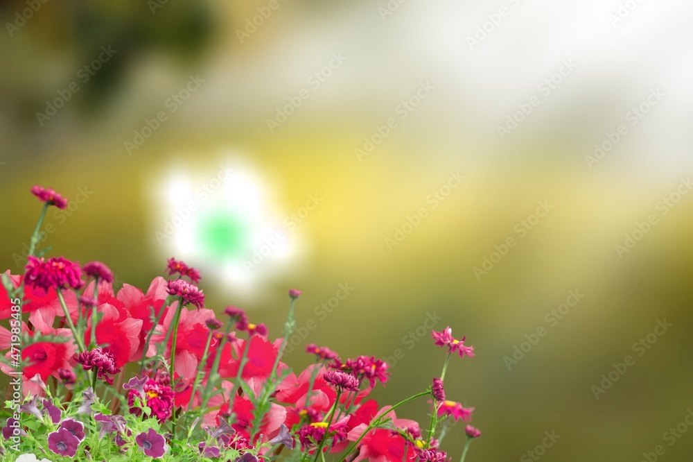 Summer landscape. Fresh flowers floral background.