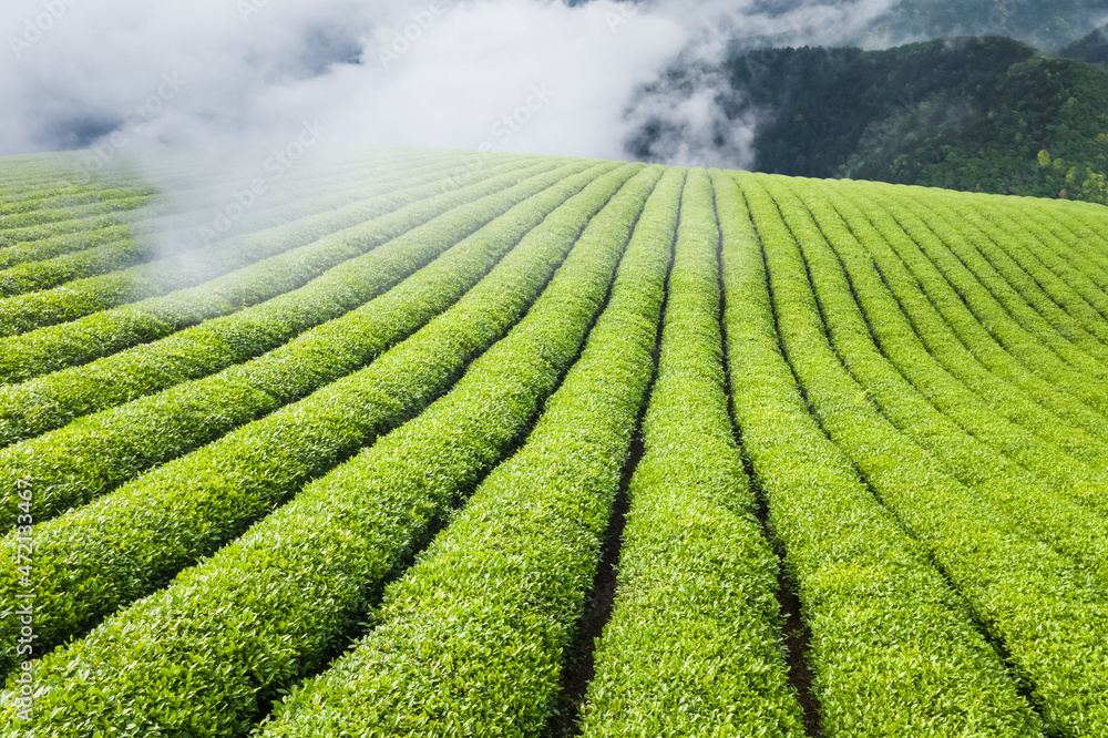 tea plantation in cloud and mist