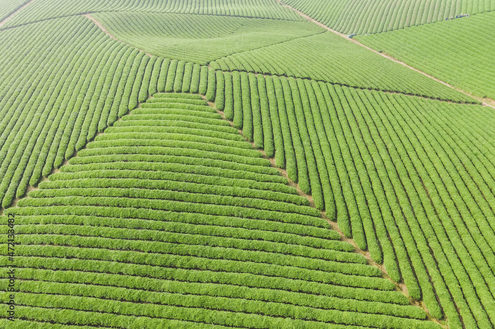 茶园鸟瞰图