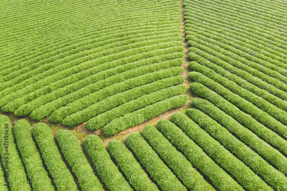 美丽的茶园绿色背景