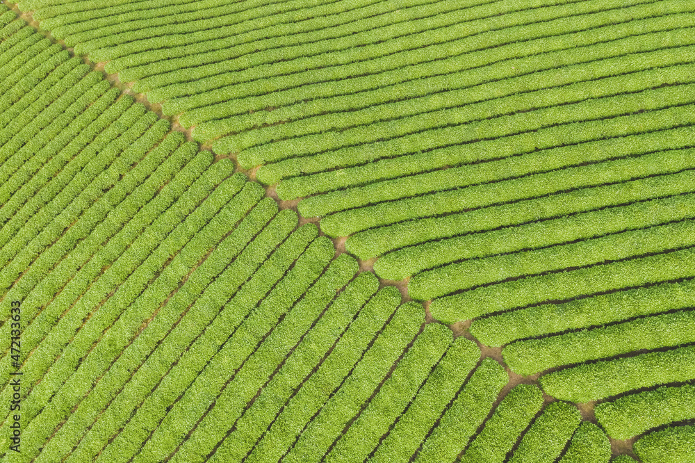 茶园绿色背景