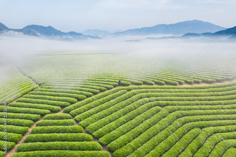 美丽的茶园景观