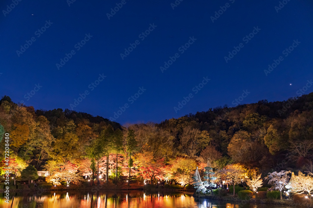 ライトアップされた夜の紅葉した木