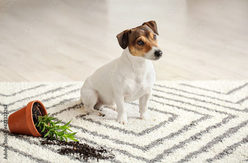 Naughty dog near overturned houseplant on carpet