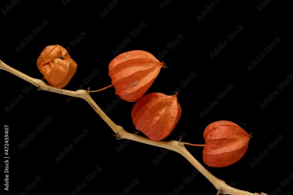 Physalis，黑色背景下树枝上的红色灯笼