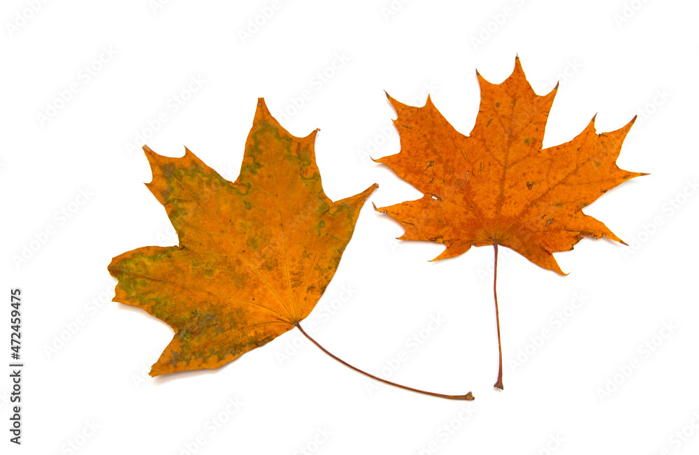 Bright autumn leaves on a white background.