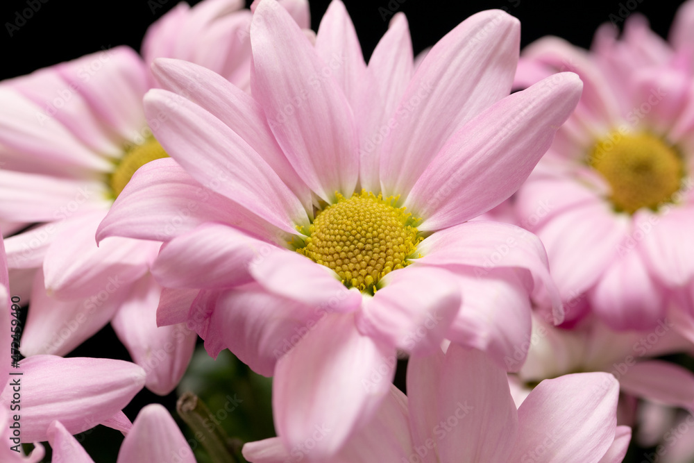 Lilac bouquet of chrysanthemums on a black background.