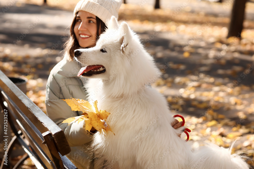 秋天公园里年轻女子带着漂亮的萨摩耶犬