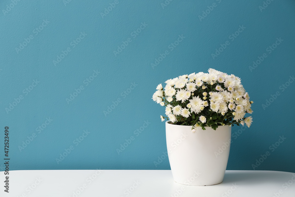 Pot with beautiful Chrysanthemum flowers on table near blue wall