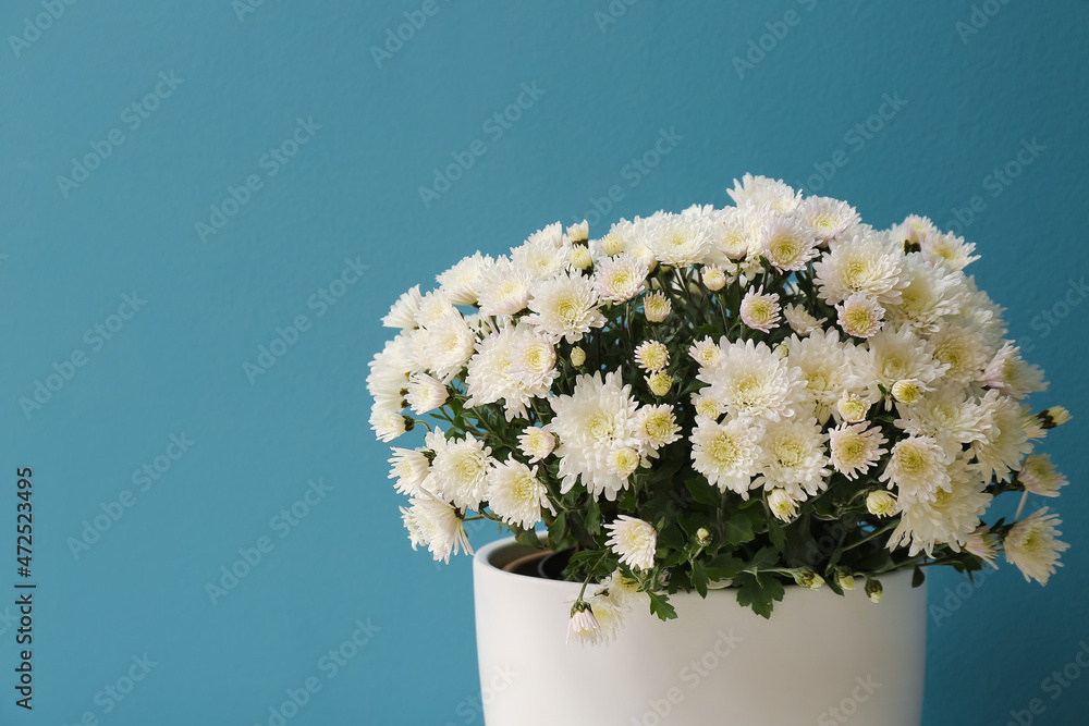 Pot with beautiful Chrysanthemum flowers near blue wall