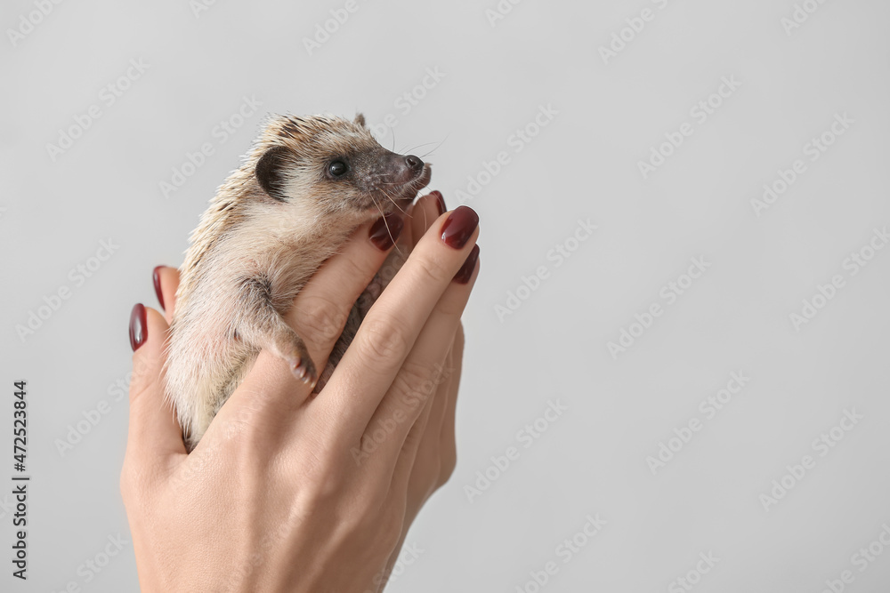 Woman holding cute hedgehog on light background