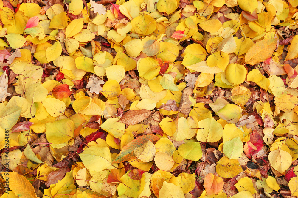 Different fallen leaves in autumn park