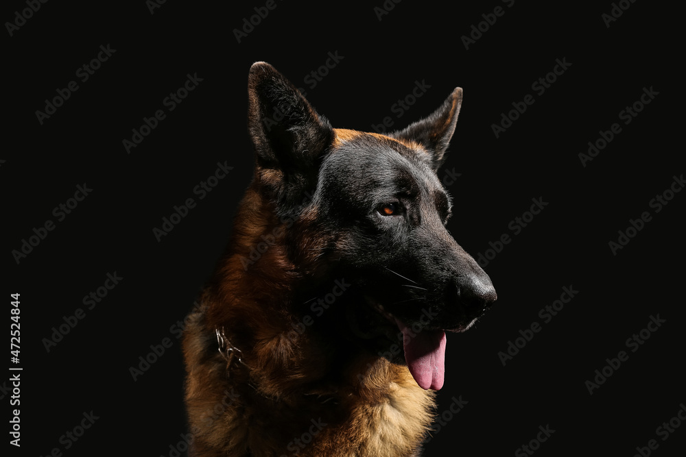 German shepherd dog on black background