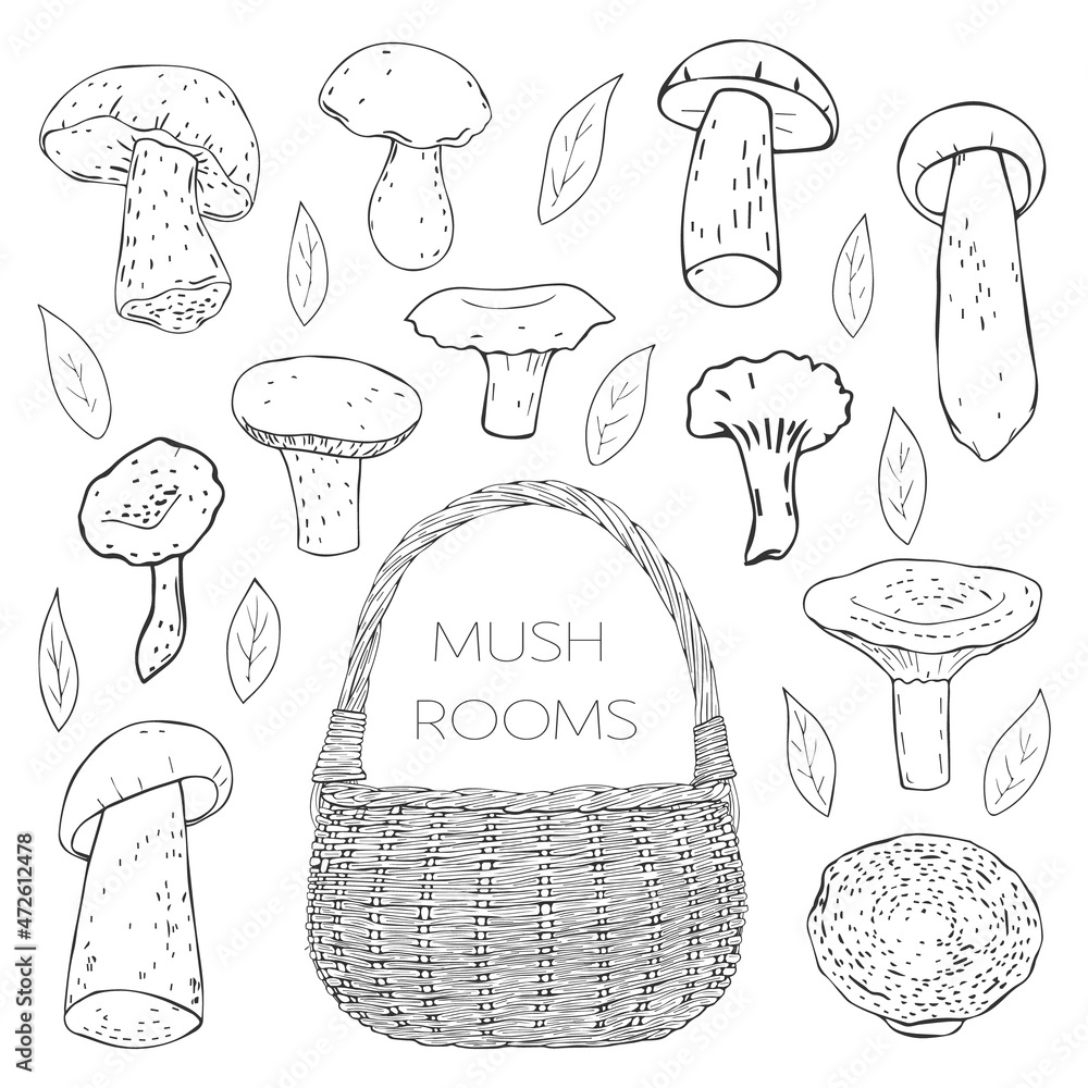 collection of monochrome hand drawn mushrooms, leaves and basket. Isolated on white. Vector illustra