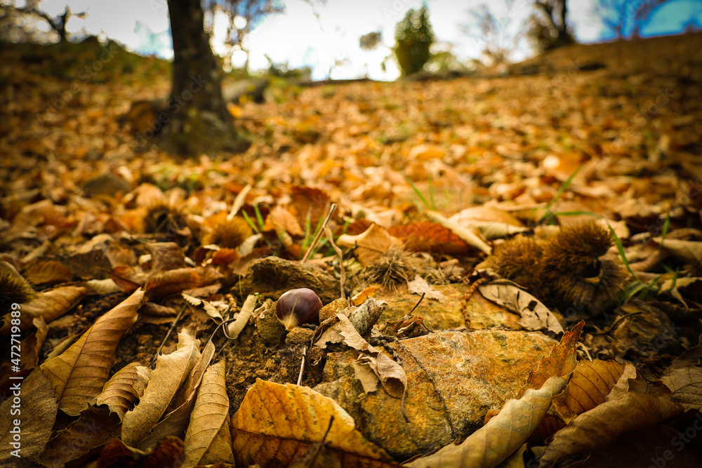 Chestnut forest and chestnut fruits in the Genal Valley, province of Malaga. Spain.