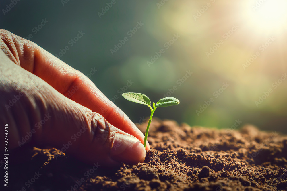 与日出一起亲手种植小树。绿色世界与地球日理念